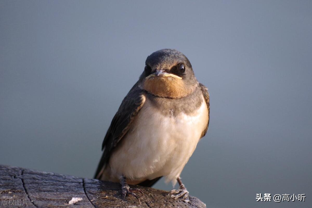 家中三象是什么,家中哪三象最重要
