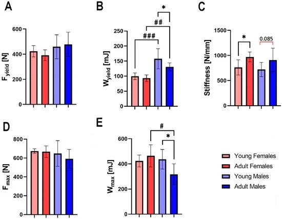 年轻和成年欧洲野兔股骨的形态特征、矿化和力学特性分析