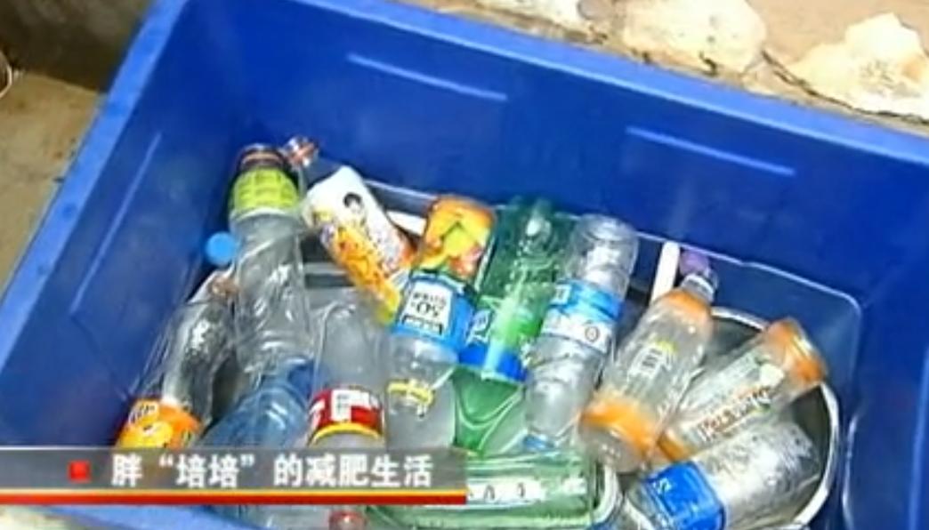 大猩猩减肥,红毛大猩猩减肥