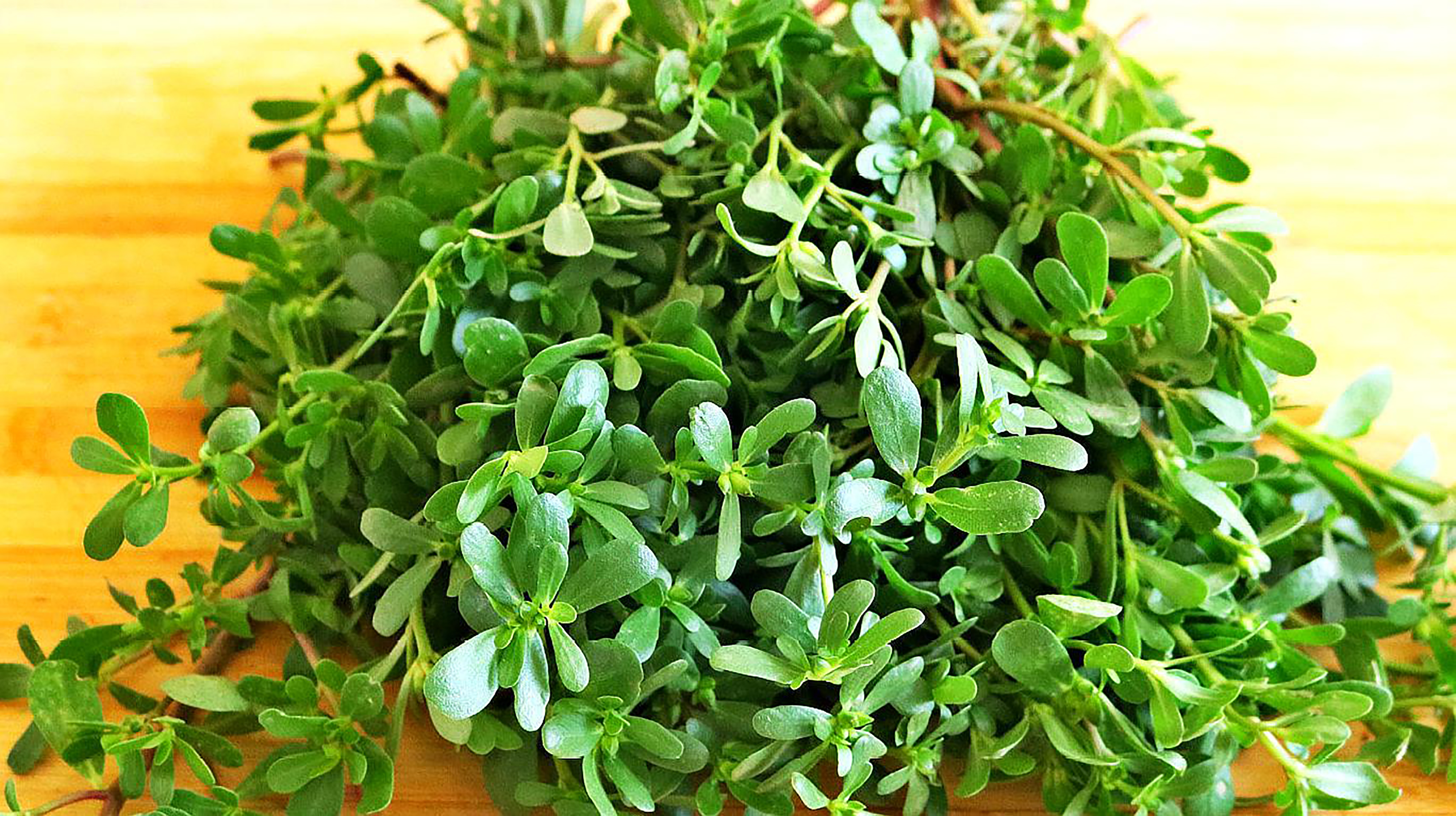 纯天然绿色食品马齿苋野菜美食,马齿苋是天然绿色食品