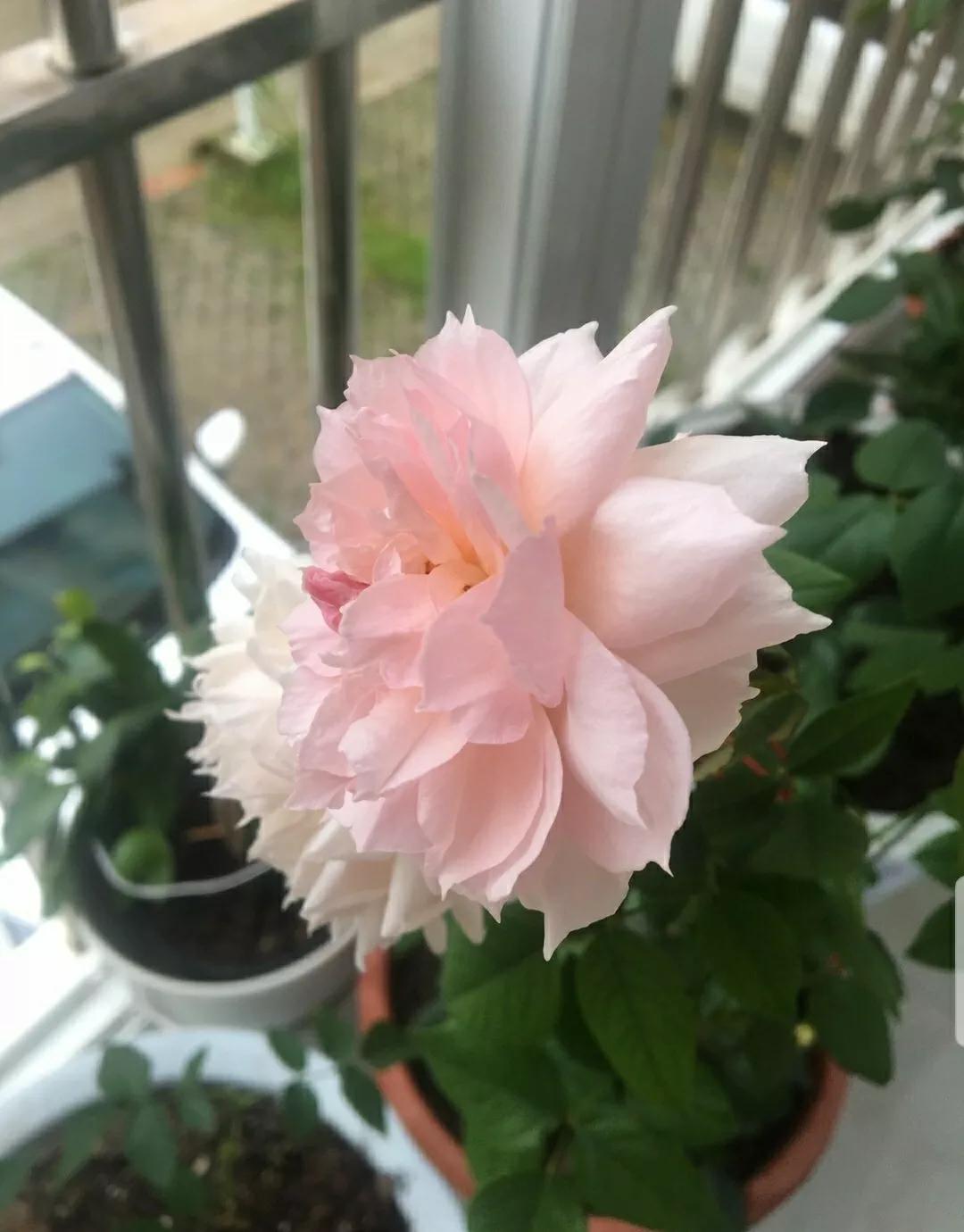 月季蔷薇玫瑰三者的区别图,蔷薇月季玫瑰的区别和联系