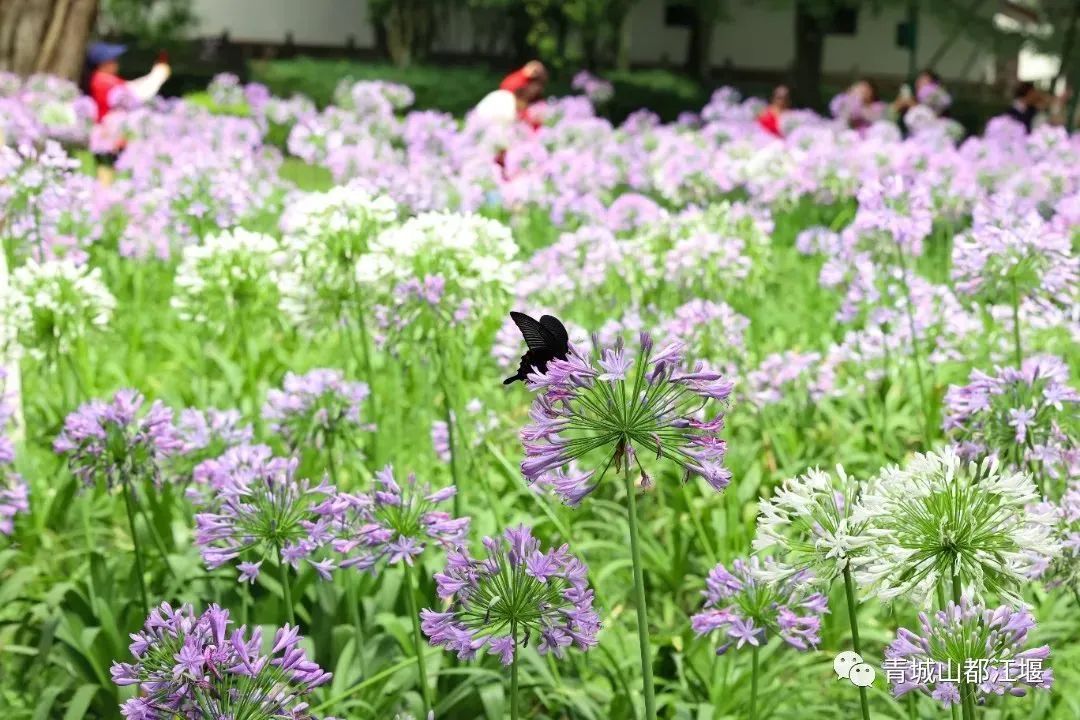 拿走不谢！这份都江堰“懒人版”旅游攻略，不爬山、不扎堆，还能打卡明星同款，赶快行动吧~