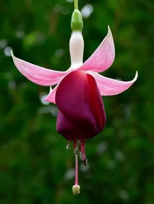 美丽的花倒挂金钟,美丽的倒挂金钟花图片