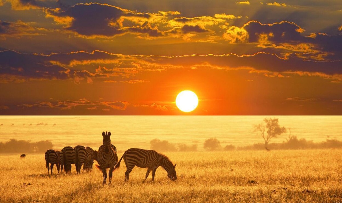 阿尔及利亚买中国运输机,阿联酋计划购买12架中国战机