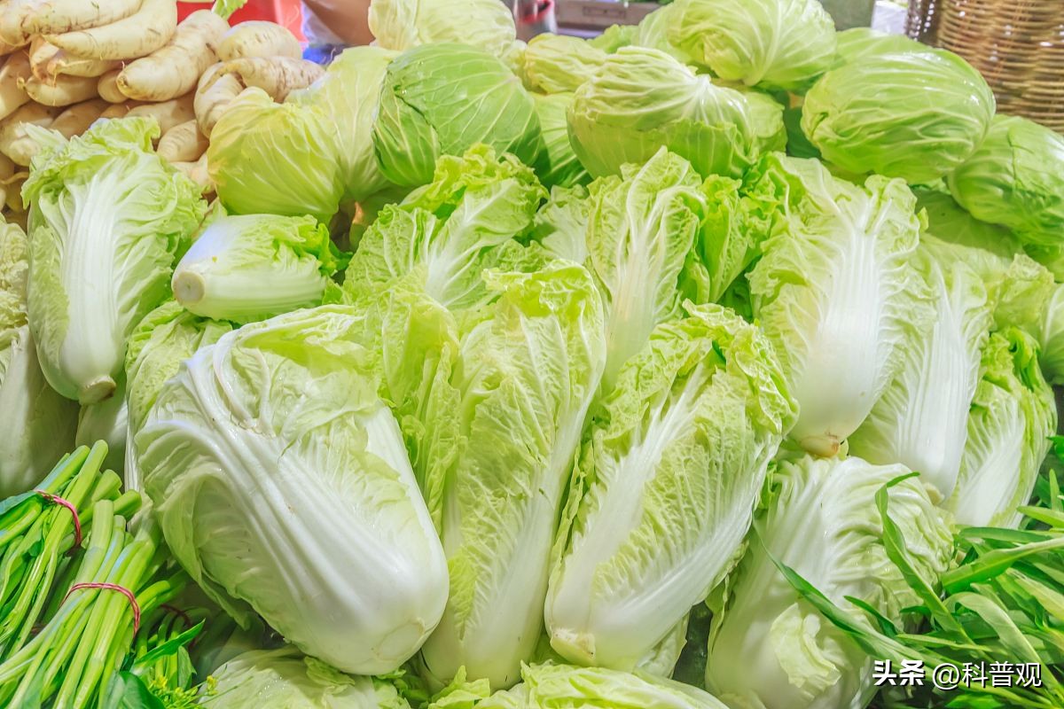 日本垄断中国市场百分之多少,打破西兰花种子垄断的原因