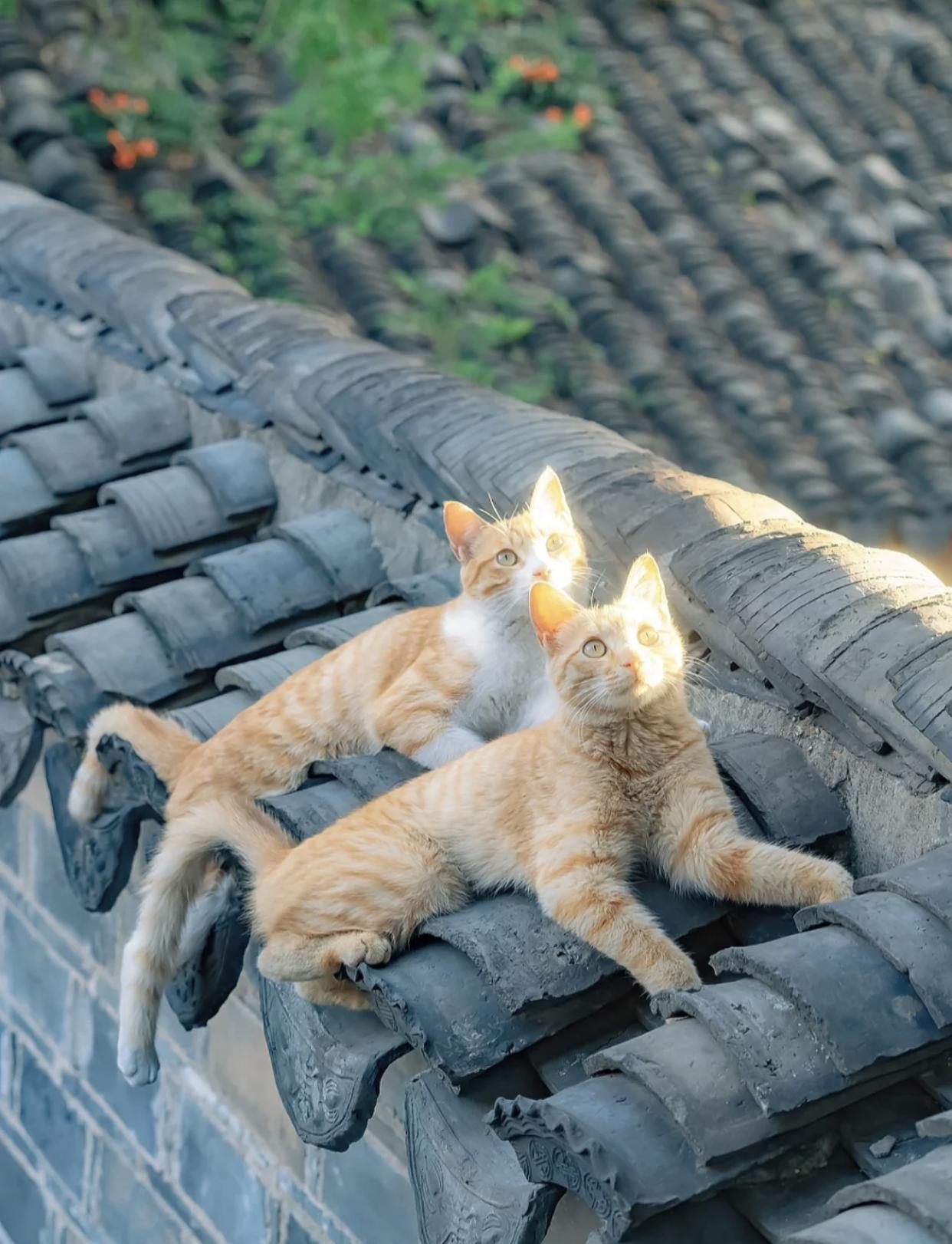 治愈系壁纸｜132张可爱小猫咪的样子