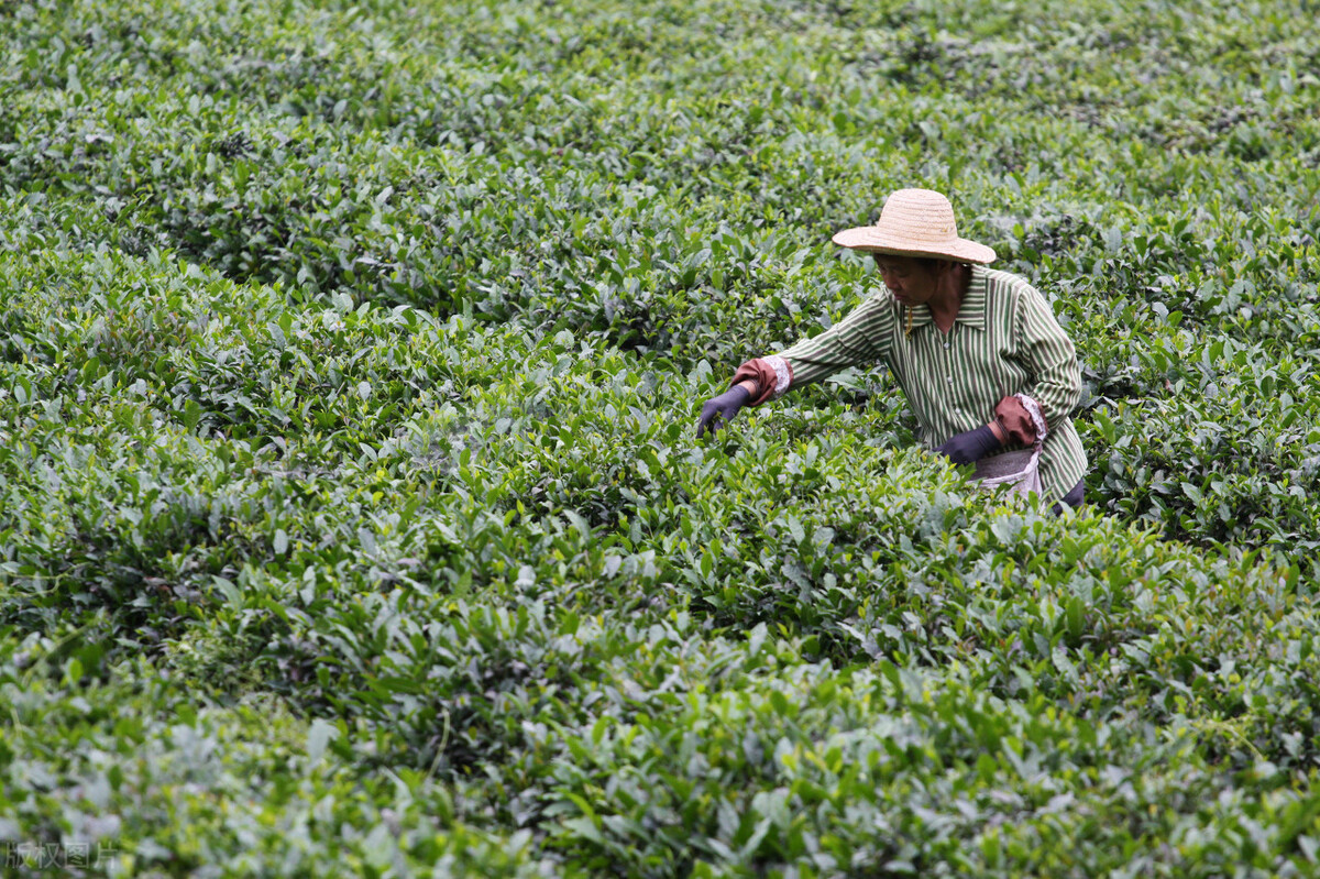 月光白云南白茶,云南月光白茶价格