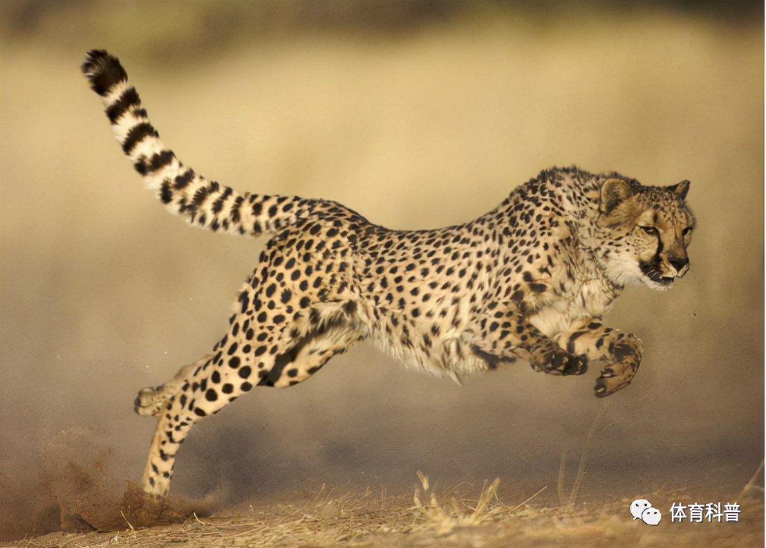 速度力量与爆发力区别,速度和身体爆发力