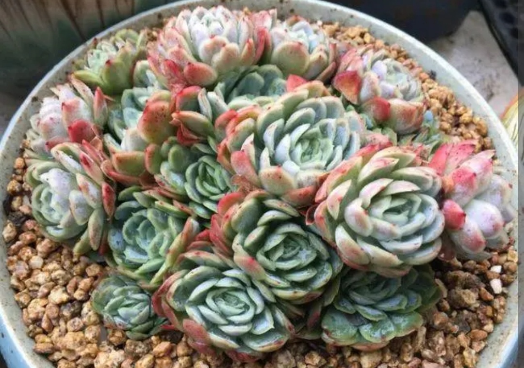 家里的多肉都开花啦,家中的多肉开花啦