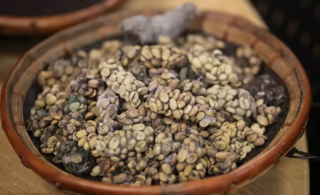 猫屎咖啡是用猫屎做的吗,猫屎咖啡真是猫屎吗