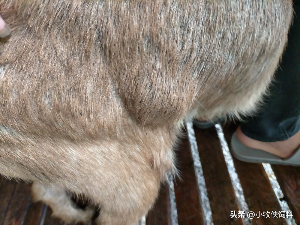 羊身上长脓包是怎么回事,羊身上长脓包是什么原因造成的