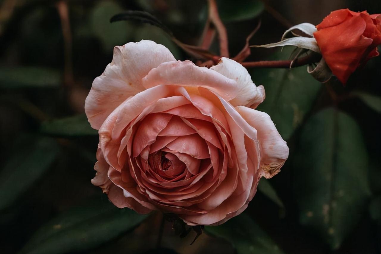 男人偷偷喜欢,男人偷偷喜欢一个女人