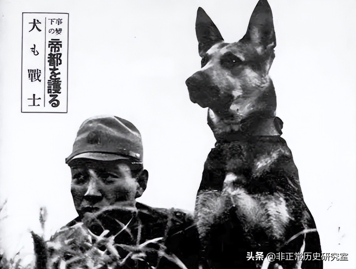 二战军队伙食纪录片,二战德军军犬伙食