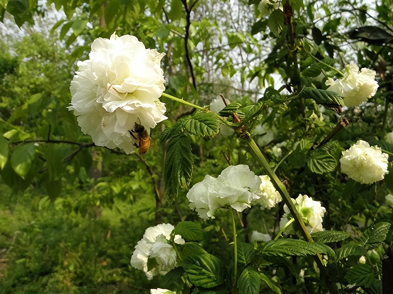 荼蘼象征着什么意思,荼蘼表达什么意思