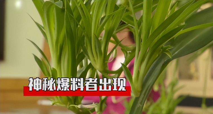 追踪！神秘爆料人揭露太原时尚小鱼童装店“0元购”背后平台猫腻