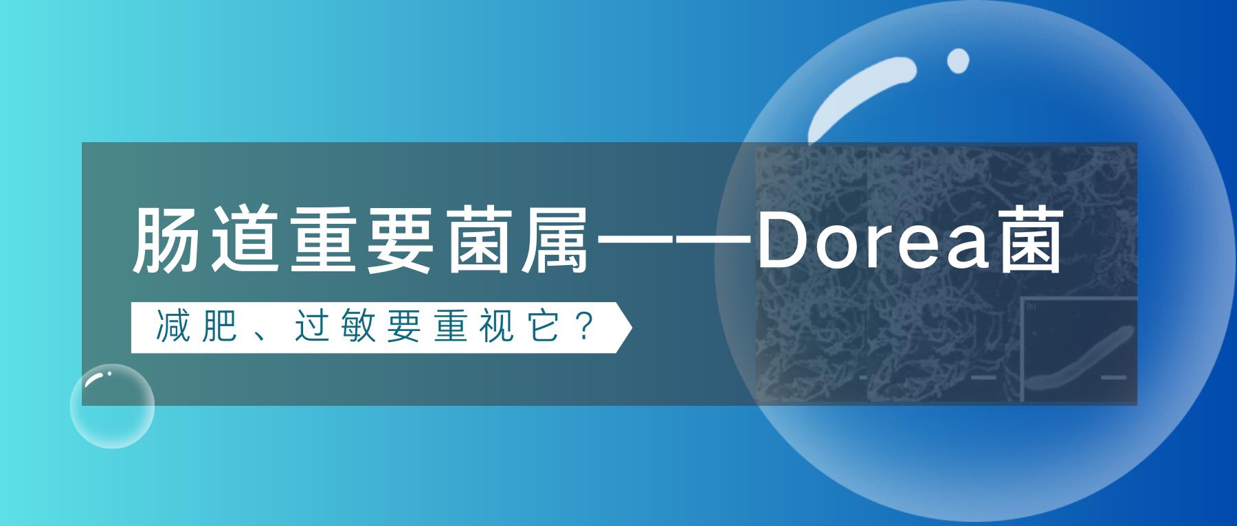 肠道敏感益生菌,肠道优势菌和次要菌