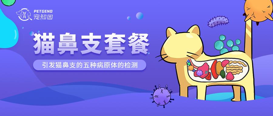 猫身上掉下来有白色颗粒是什么,猫身上白色的是什么