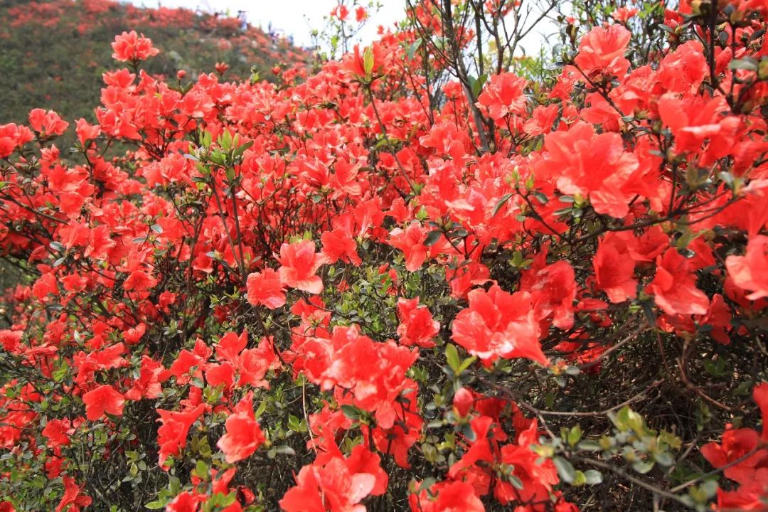附近旅游攻略国内推荐3到4天,周围免费旅游景点推荐