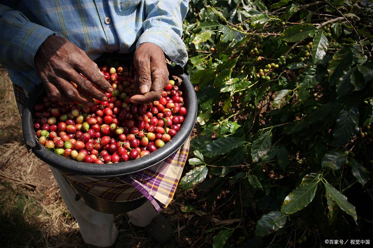 猫屎咖啡真是猫屎吗,猫屎咖啡真假辨别