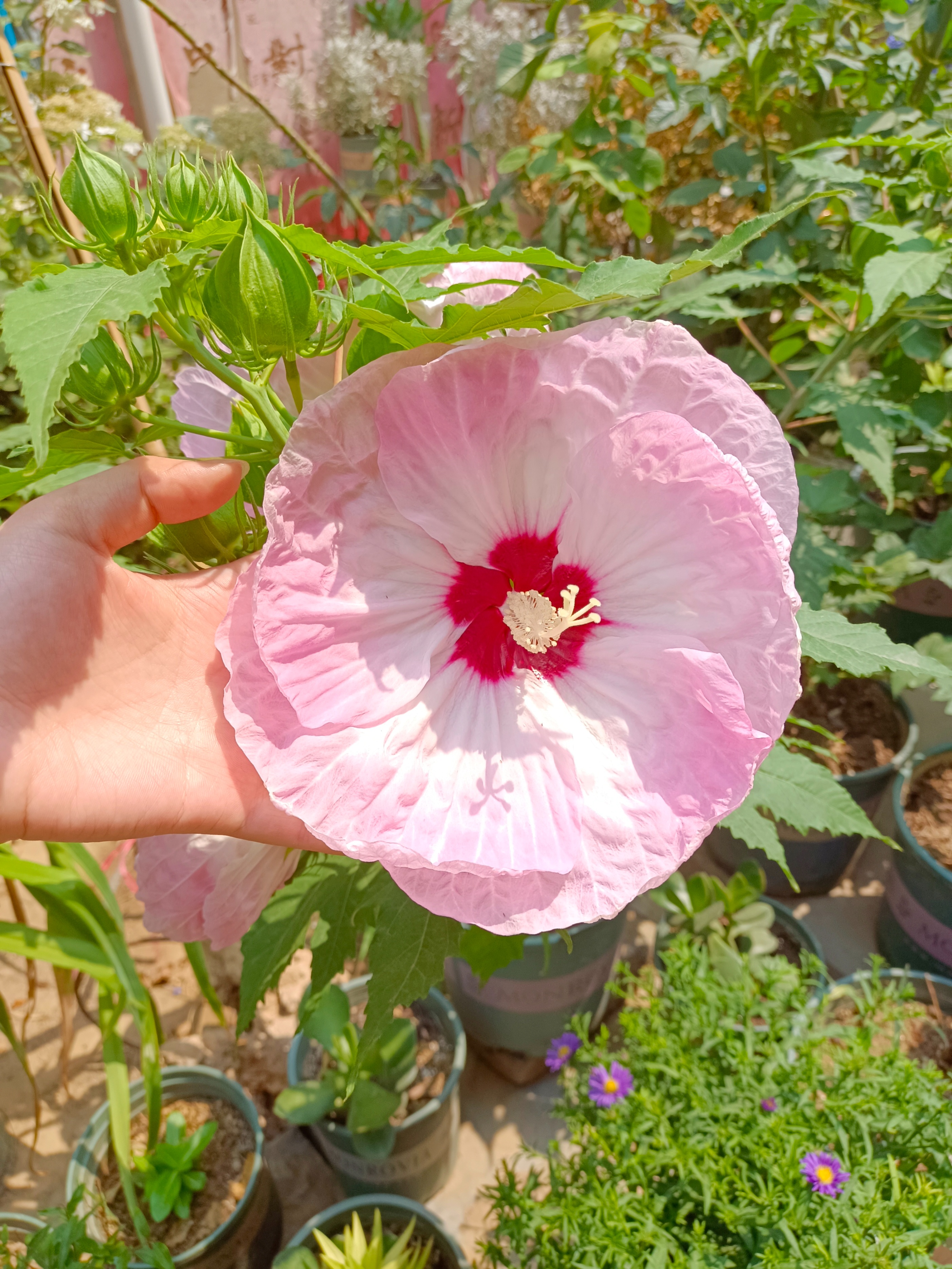 好看又好养的大花卉盆栽,开花好养的大花卉
