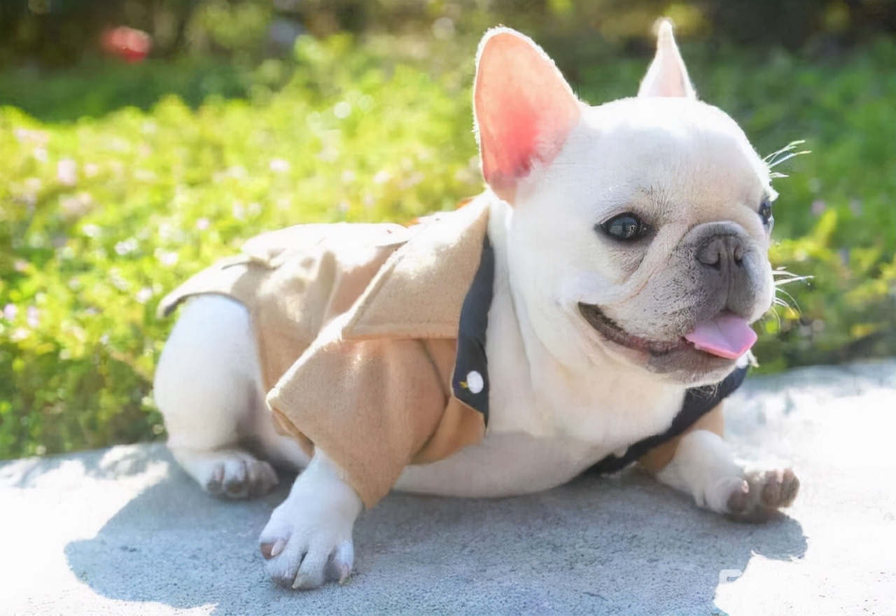 养法斗的十大好处,为啥大多数法斗养到一岁多就抛弃