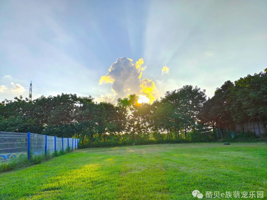 养狗的误区小狗不咬人,养狗误区123