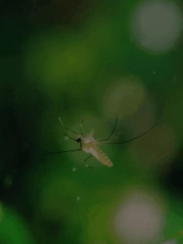 10张绝美站立姿图,20张让人涨知识的图片