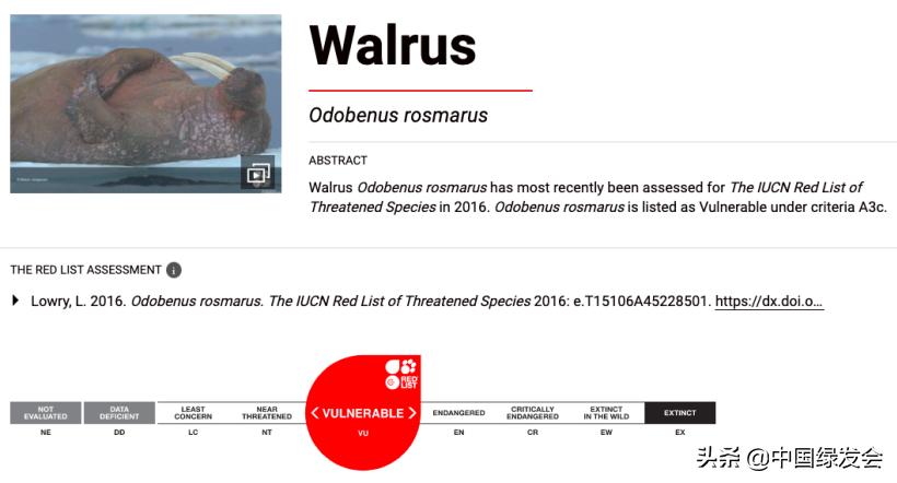 武汉海昌海洋公园的表演印象深刻,武汉极地海洋世界海象表演