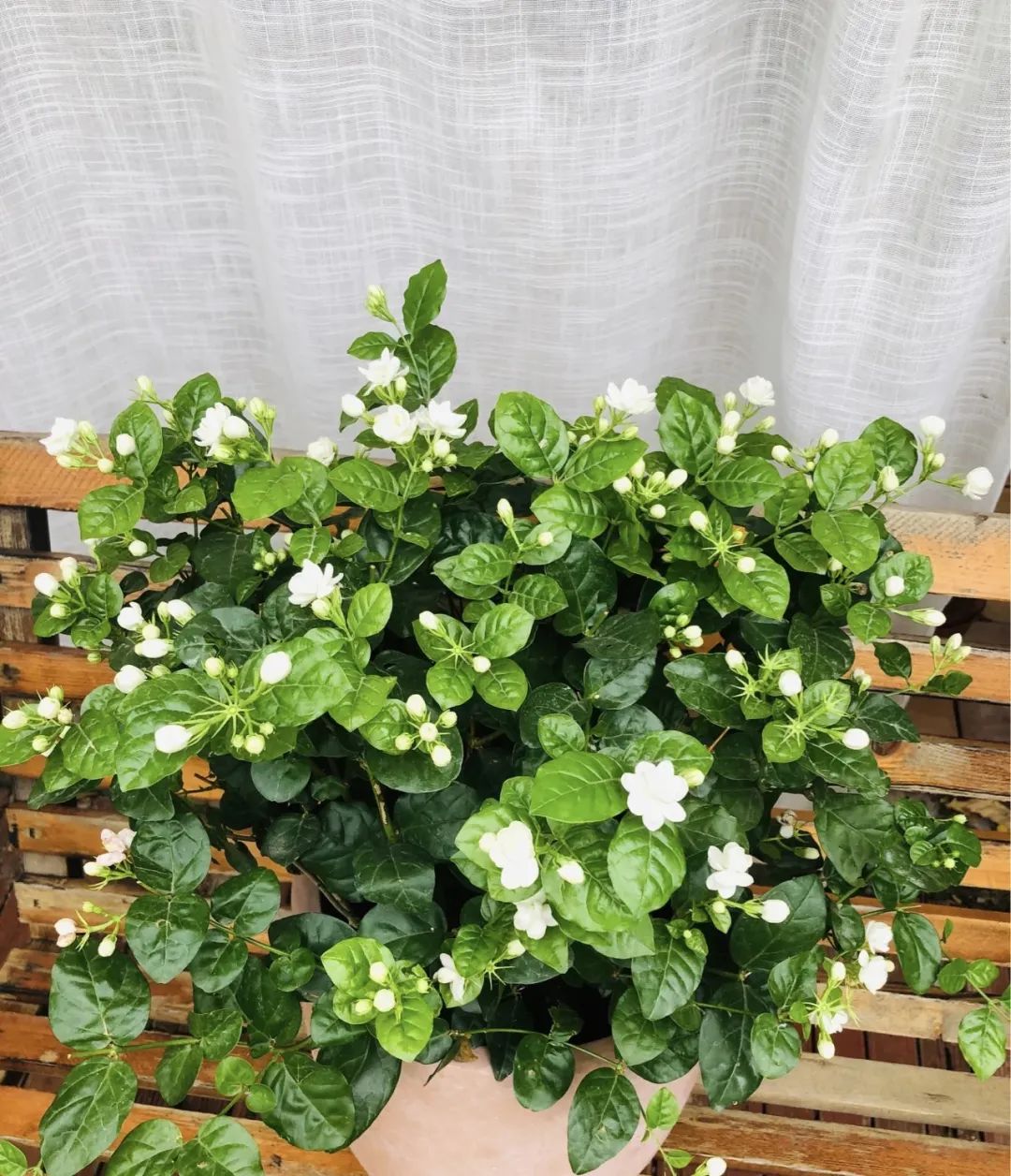 种花要知道五种水浇啥花都旺,老花农养殖技术