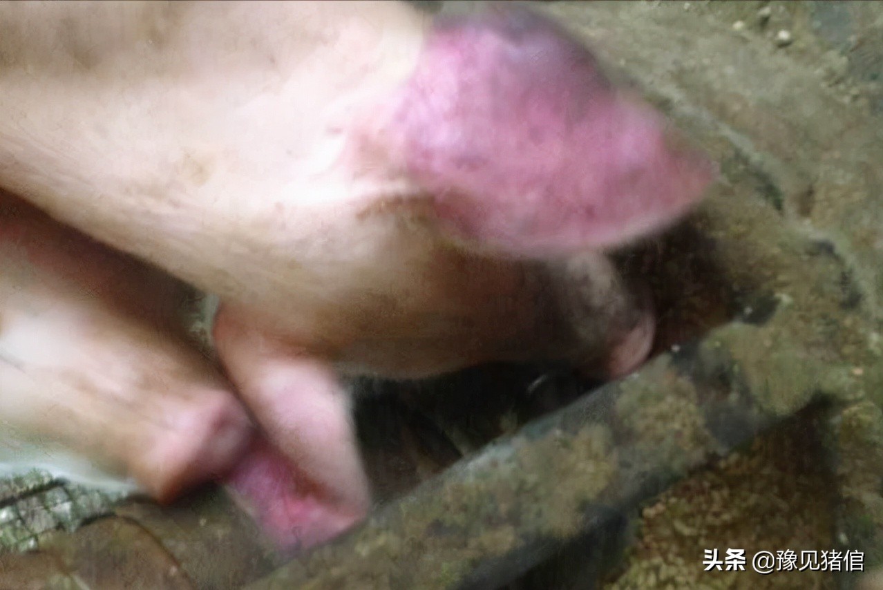 育肥猪正常耳朵发红发紫,猪常见病鉴别诊断及防治简表
