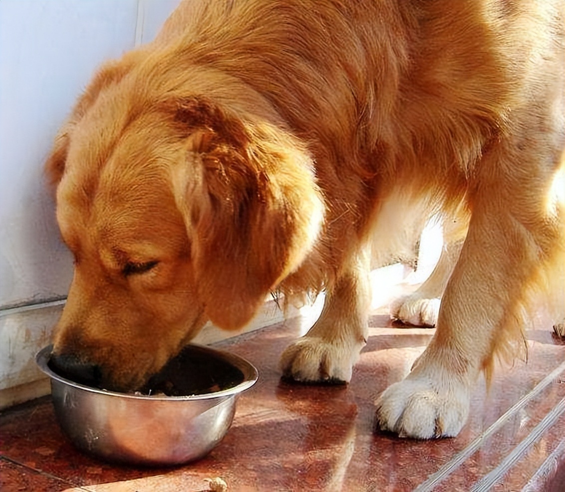金毛犬最近吐怎么回事,金毛犬拉肚子呕吐怎么了