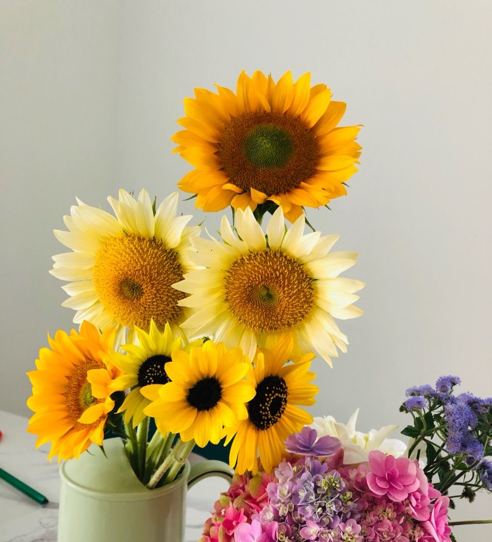 养花播种,养花小知识室内盆栽种植小技巧