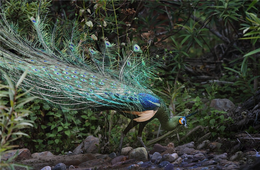 保护百鸟之王绿孔雀,中国的百鸟之王绿孔雀