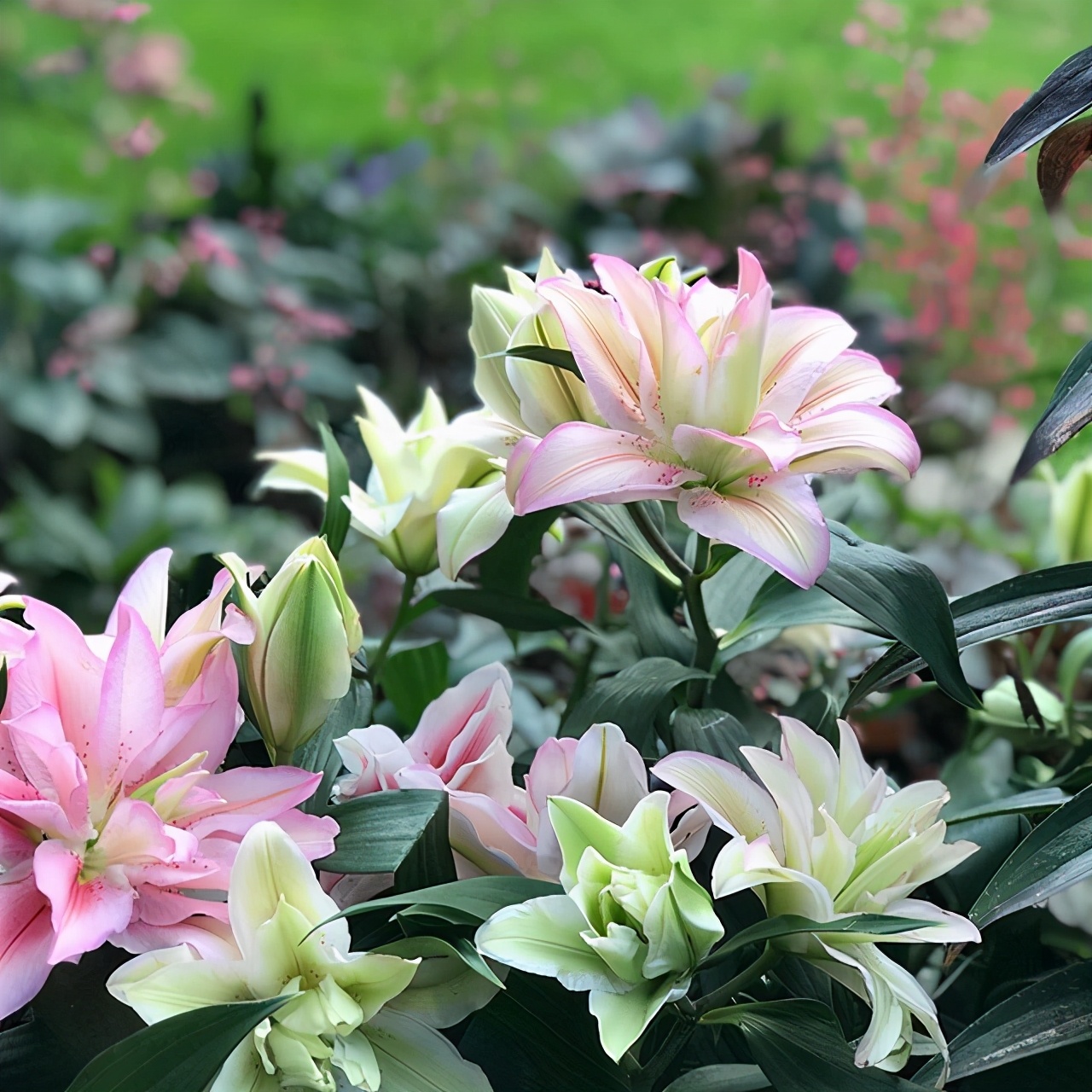 又香又适合阳台养的花,什么带香味的花室内养好看