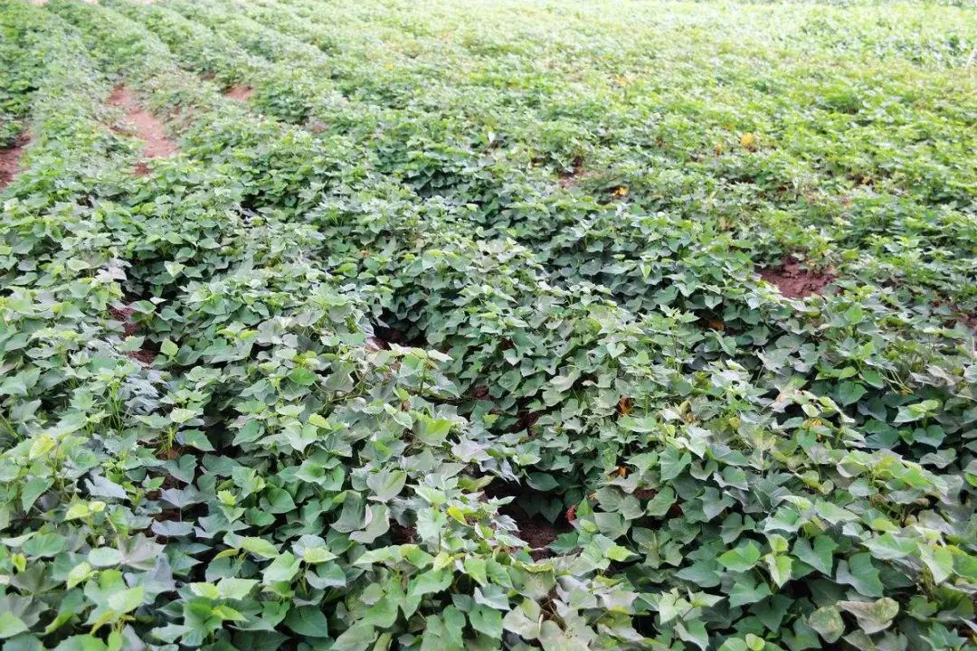 五谷杂粮食物图片大全大图,五谷杂粮图片大全大图真实