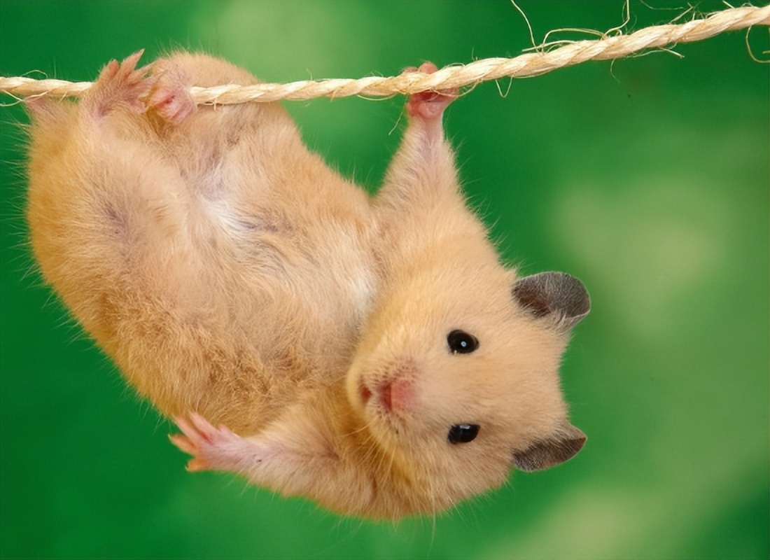 仓鼠的一生全集,仓鼠的一生好看吗