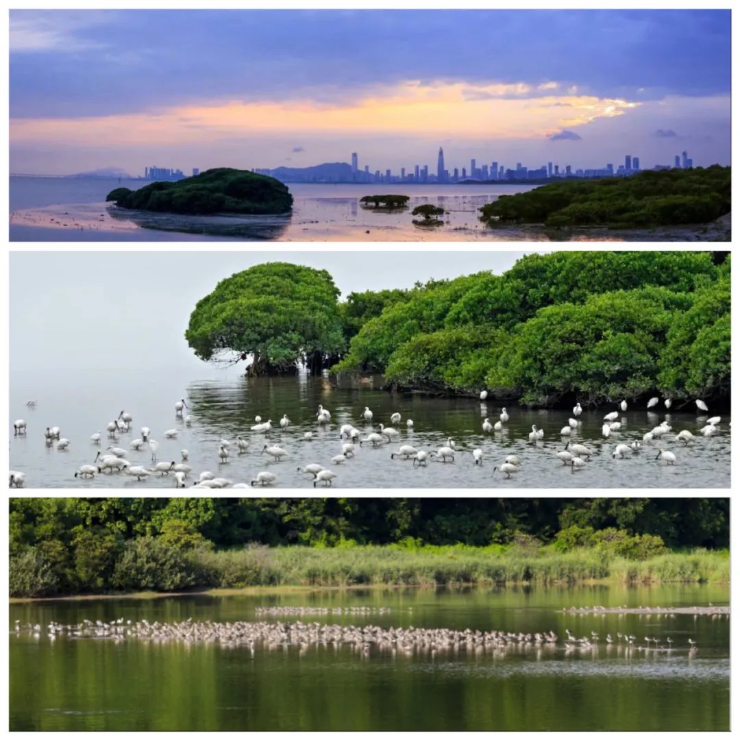 深圳红树林观鸟,深圳福田红树林公园观鸟攻略