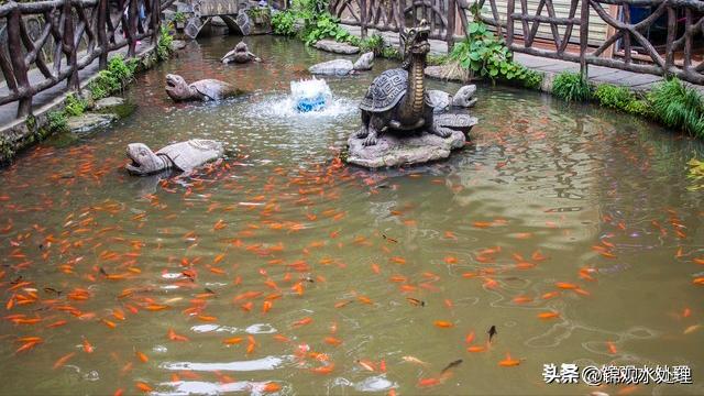锦鲤鱼入缸三天水变浑,养锦鲤的水老是浑怎么回事