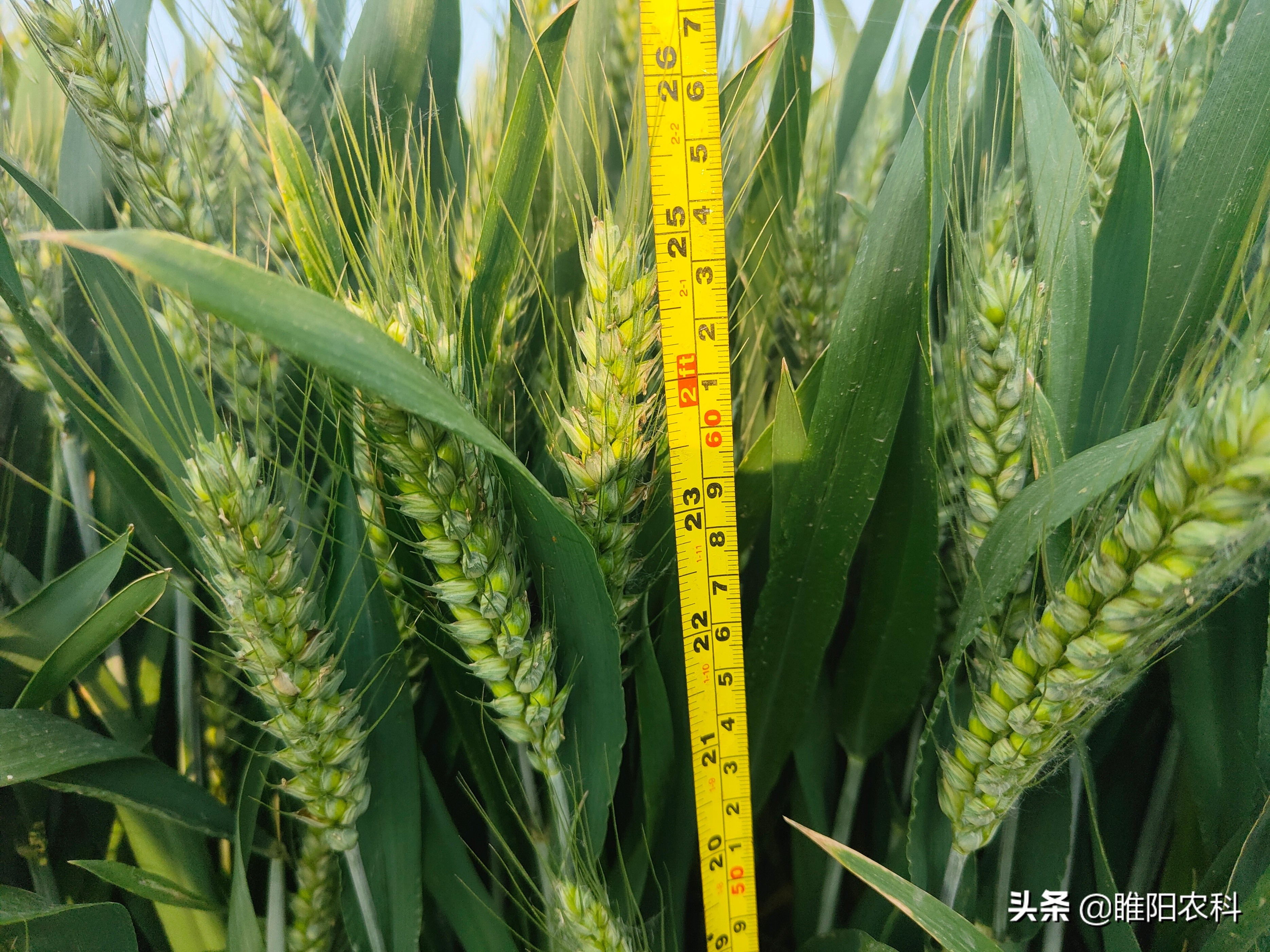 强筋小麦比普通小麦产量高吗,高产小麦和强筋小麦