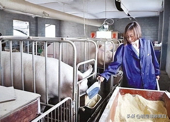 95后养猪两年20万,90后白手起家养猪
