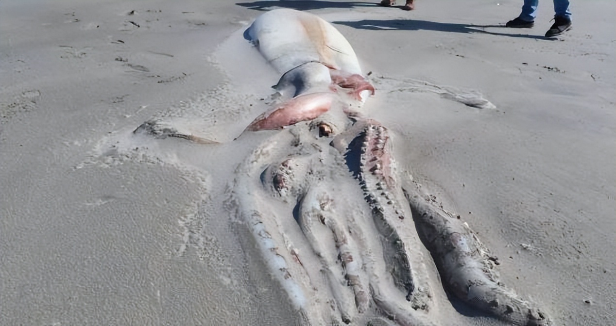 最神秘的鲸鱼铲齿中喙鲸,最神秘的喙鲸