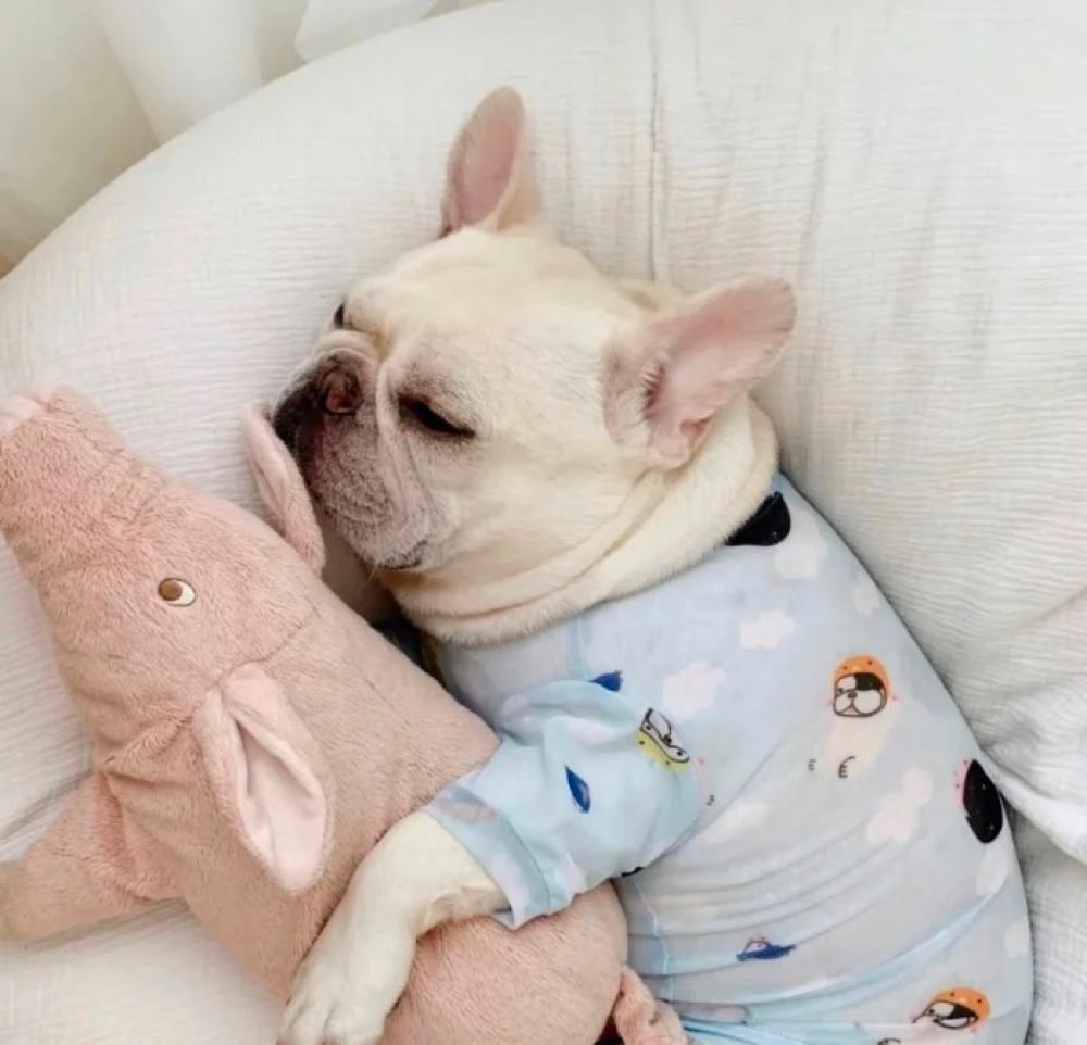 适合家里有宝宝的养的狗狗品种,家里有小孩子最适合养的八种狗狗