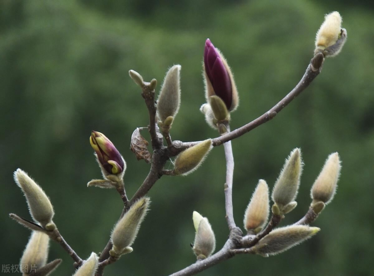 辛夷全文,本草新编辛夷