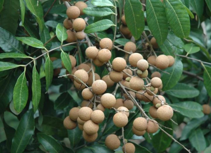 怎样识别龙眼肉是用硫磺熏的,龙眼肉显微鉴别