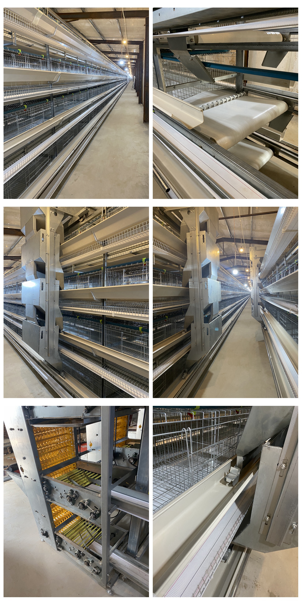 蛋鸡热应激热感冒怎么解决,笼养鸟中暑怎么办