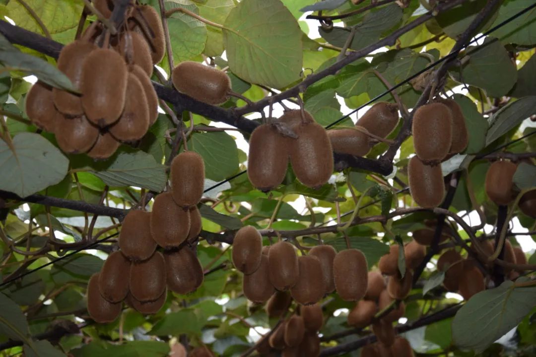 水果大省“冠军”易主，这场竞争真的太激烈了