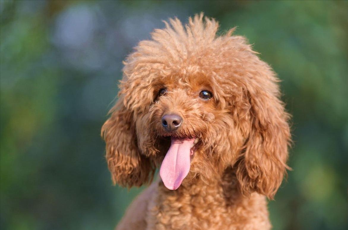 褐色泰迪大概多少钱一只,一只纯种泰迪多少钱