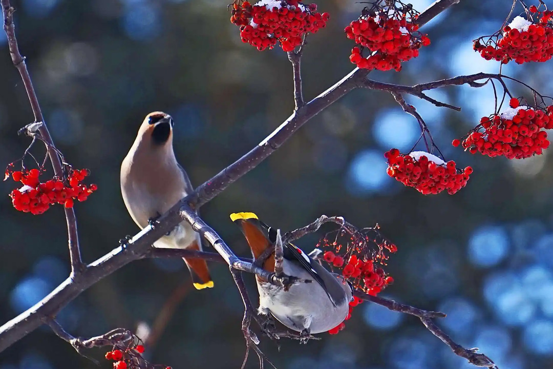 除夕的经典古诗句精选大全,关于除夕的诗句常见有着美好祝愿