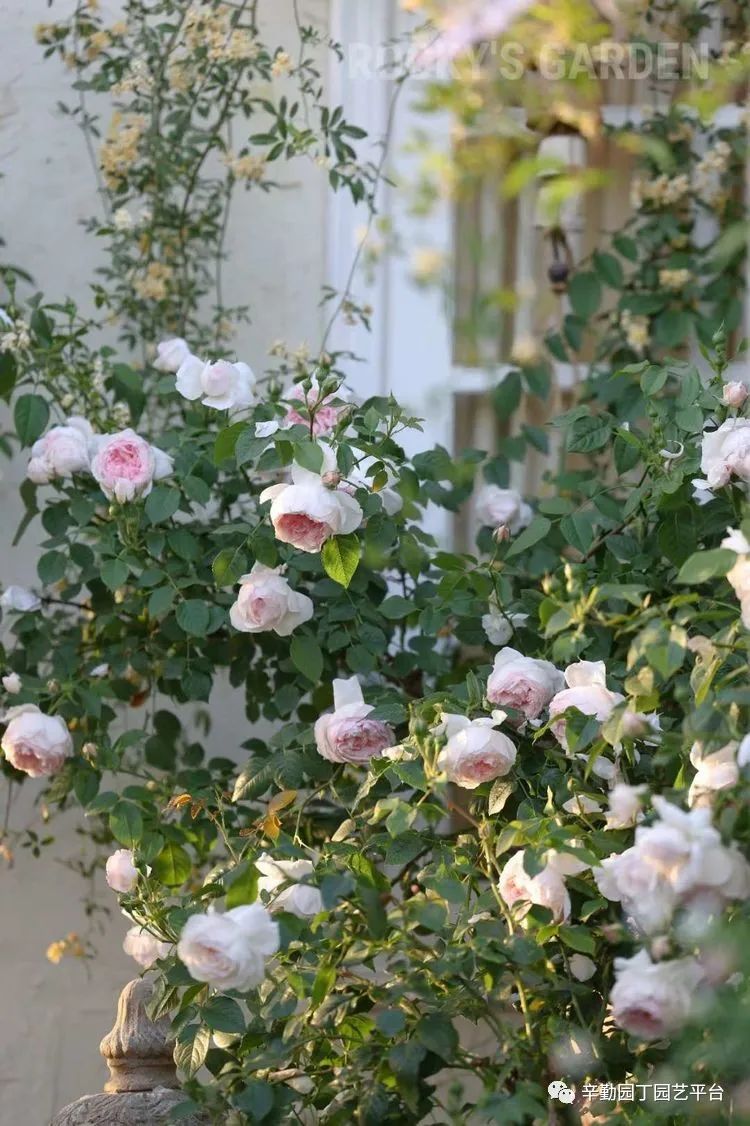 第八届园丁奖露台组《030号》洛基花园