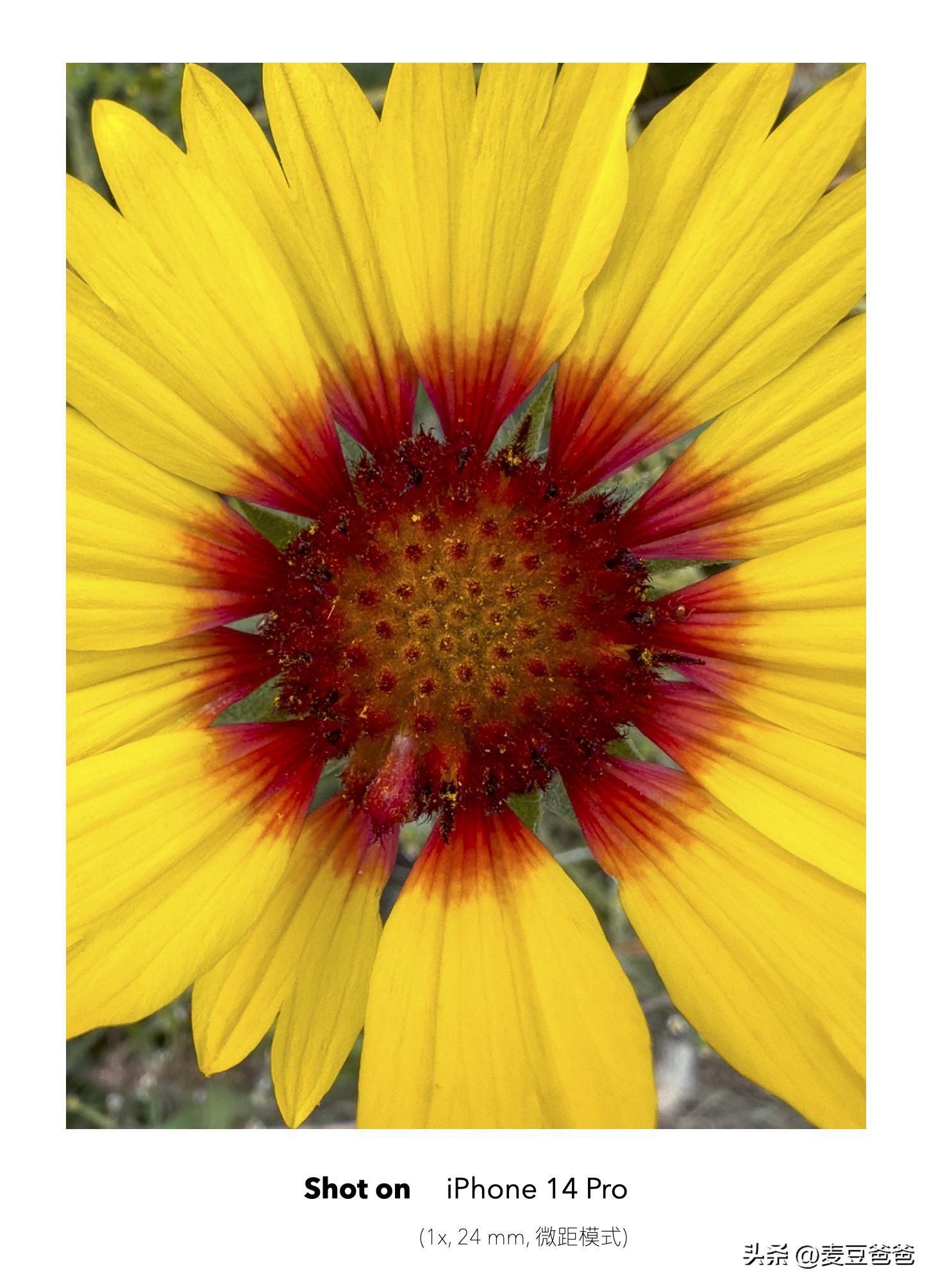 如何利用苹果14手机拍高清图片,iphone14如何拍出好看照片